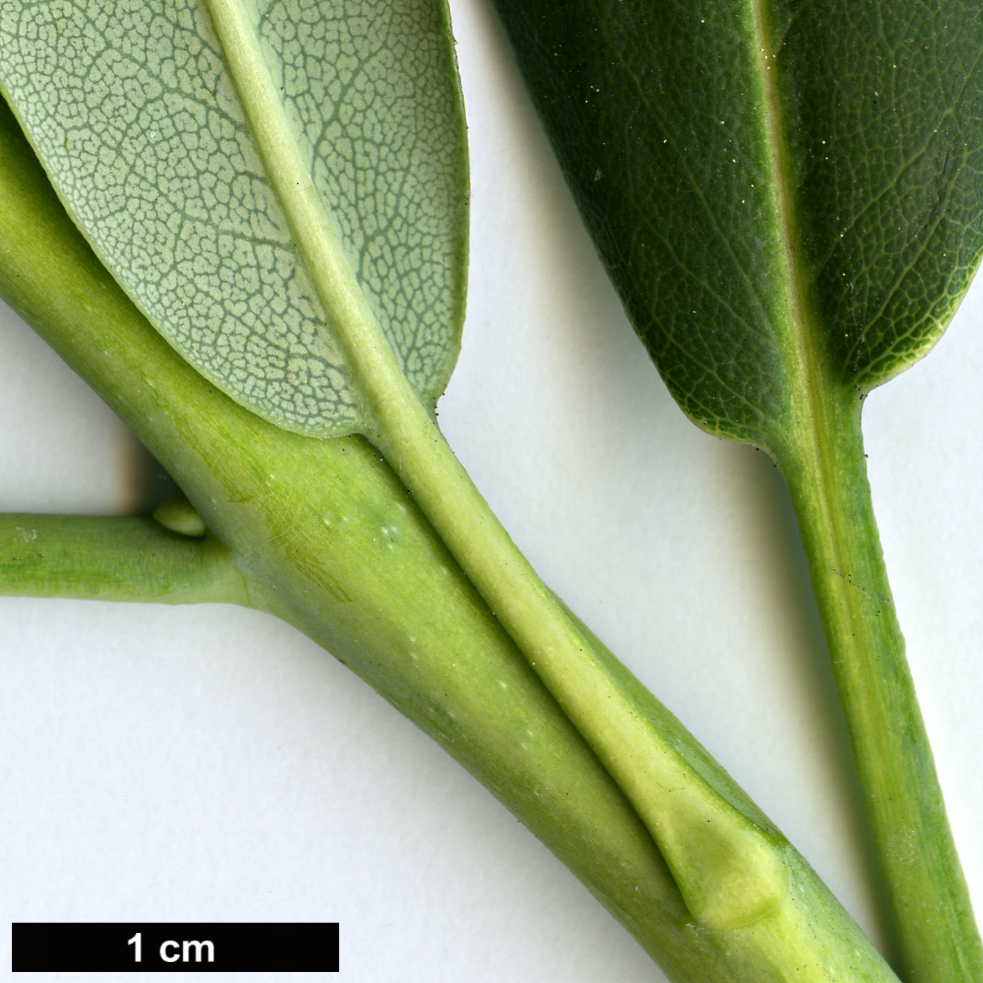 High resolution image: Family: Ericaceae - Genus: Rhododendron - Taxon: fortunei - SpeciesSub: subsp. discolor